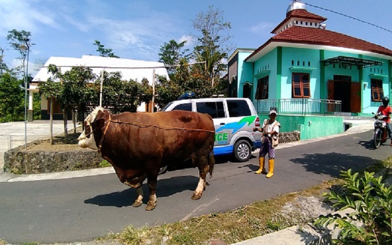 Pelihara Sapi Berbobot 1,2 Ton, Petani Boyolali Berharap Jokowi Tertarik Beli