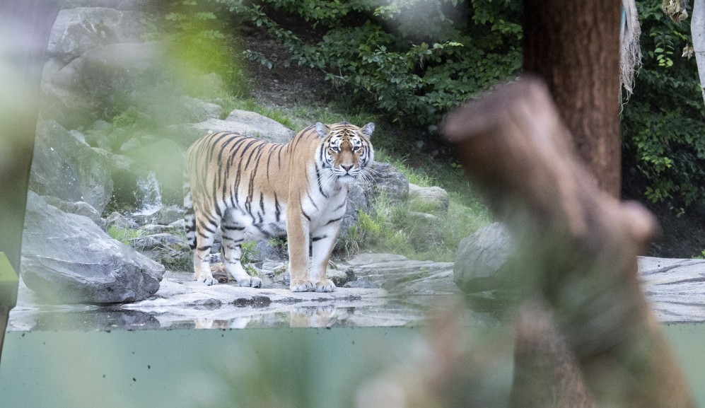 Tragis, Harimau Terkam Penjaga Kebun Binatang hingga Tewas di Hadapan Pengunjung