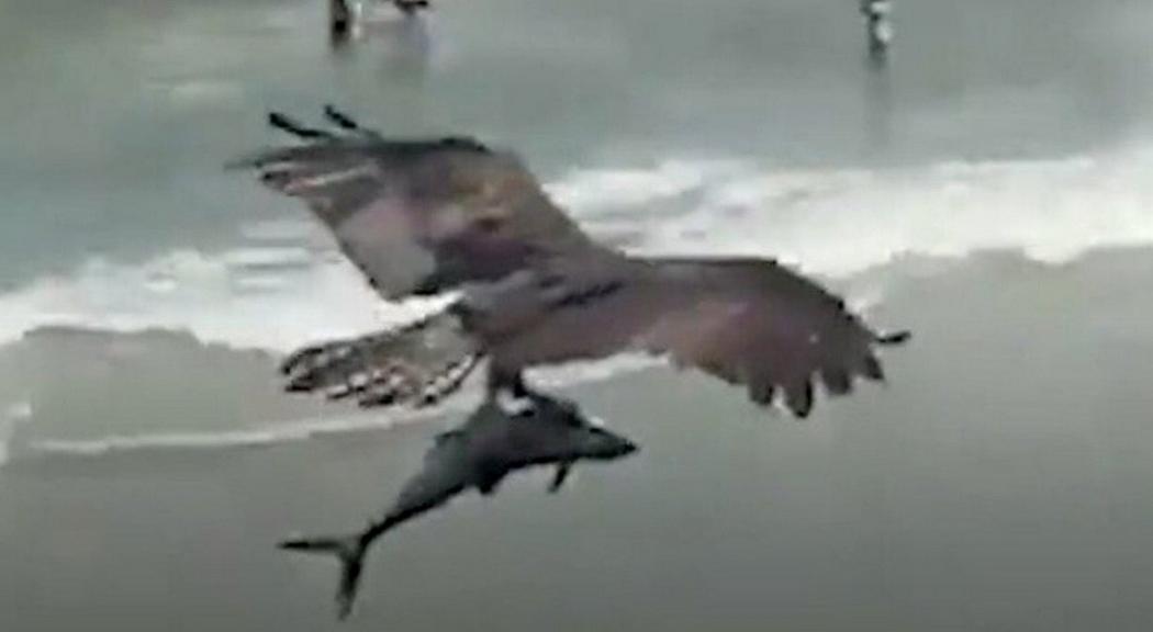 Viral Video Burung Terbang Sambil Bawa Ikan 'Hiu' di Pantai Amerika
