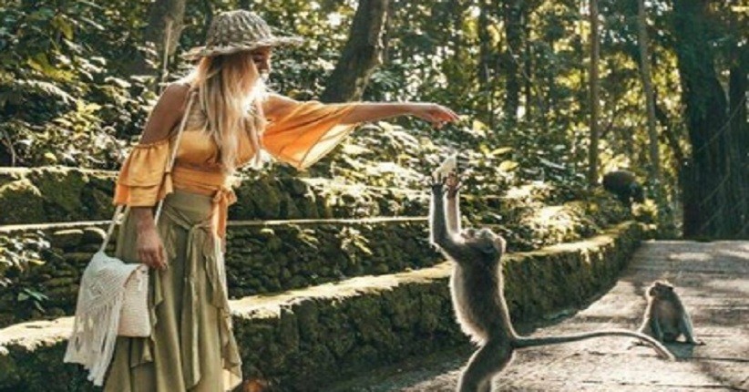 Ide Wisata Alam saat New Normal, Asyik ke Monkey Forest Ubud Lihat Kera Keramat