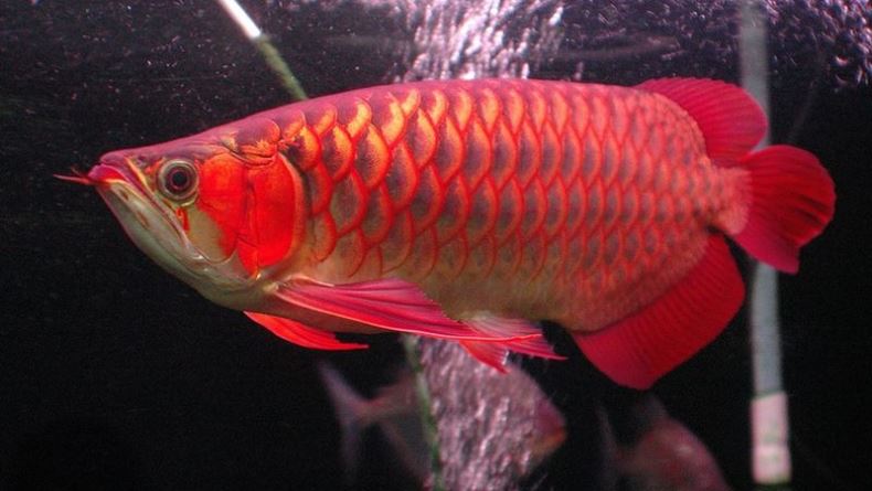 Pemerintah Ingin Industri Lokal Produksi Microchip dan RFID untuk Ikan Arwana