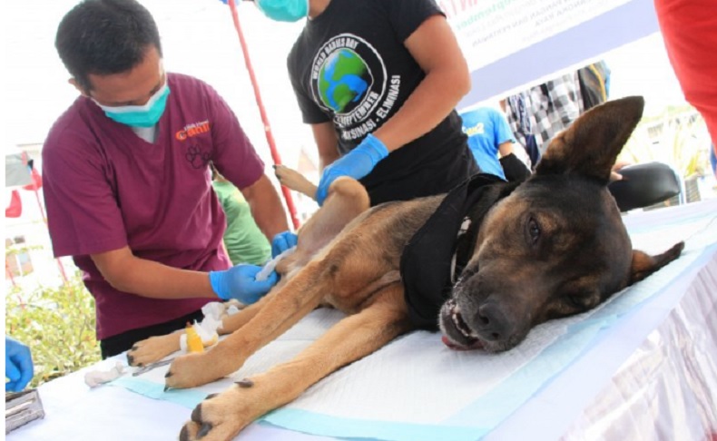 Hasil Uji Laboratorium, Anjing Serang 8 Warga Bandung Barat Positif Rabies