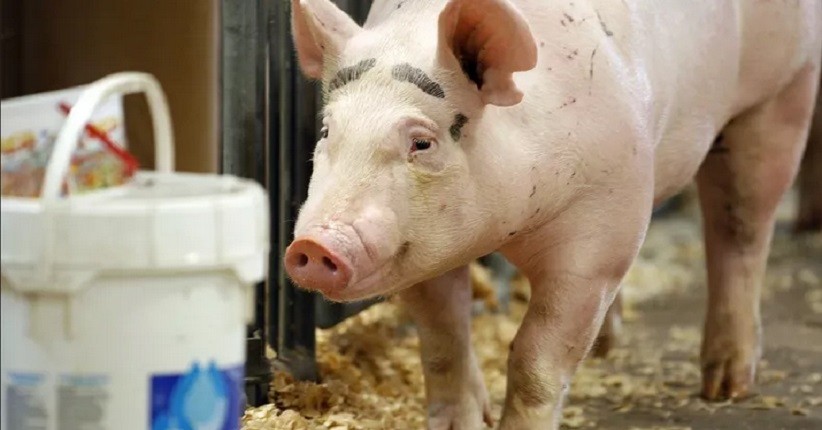 Heboh Virus Flu Babi Jenis Baru, Kemenkes: Di Indonesia Belum Ada