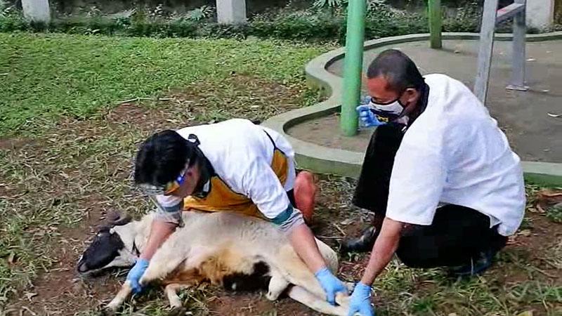 Masjid Salman ITB Gelar Pelatihan Pemotongan Hewan Kurban di Masa Pandemi