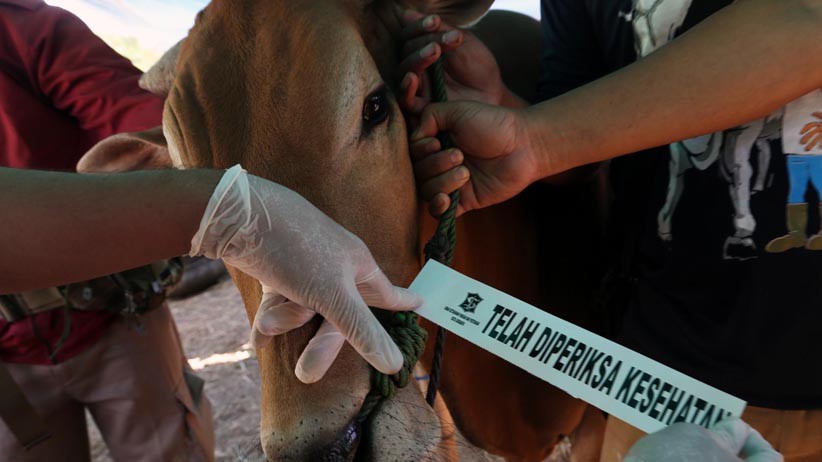 Jelang Idul Adha, Pedagang Sapi di Manado Mengaku Permintaan Turun 50 Persen