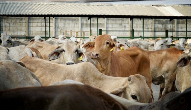 Permintaan Melemah, Impor Sapi Turun 30 Persen