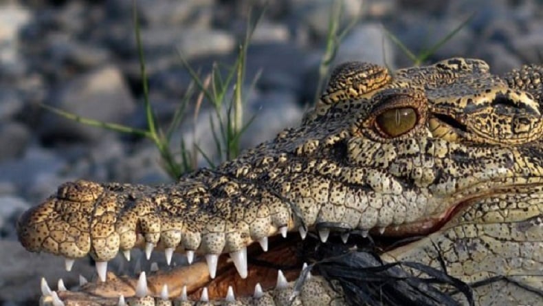 Ngeri, Kaki Kiri Pria di Musi Rawas Putus Diterkam Buaya saat Berburu