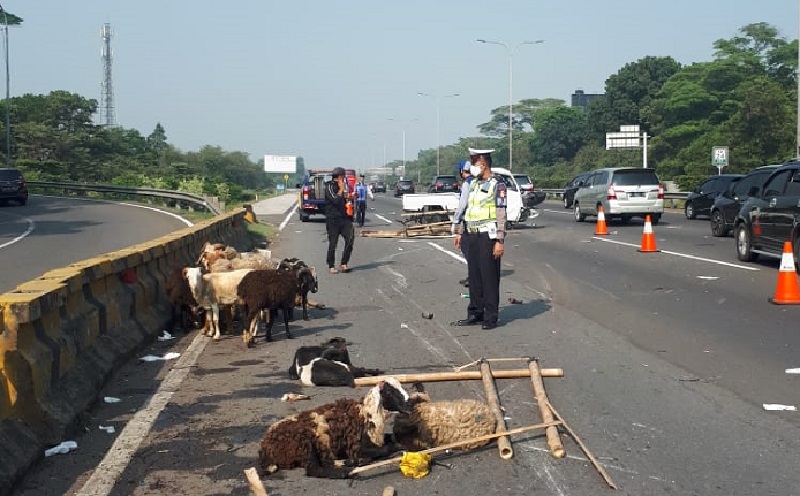 Pikap Bawa Hewan Kurban Terguling di Tol Jagorawi, Kambing Mati Terkapar di Jalan