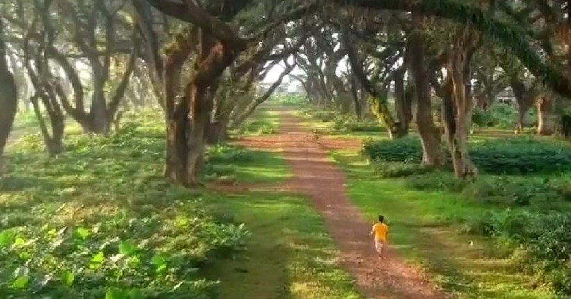 4 Keunikan Wisata saat New Normal di Hutan Lord of The Ring ala Banyuwangi