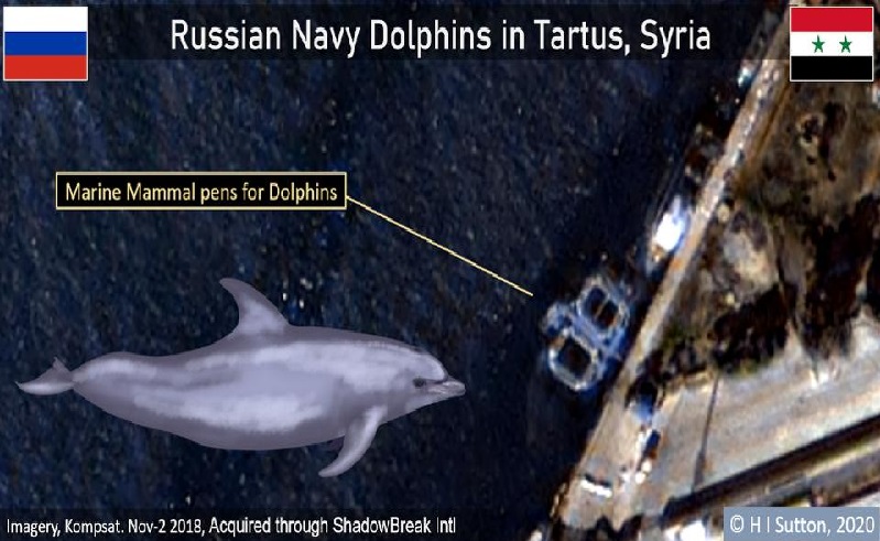 Rusia Dilaporkan Gunakan Tentara Lumba-Lumba dalam Perang Suriah