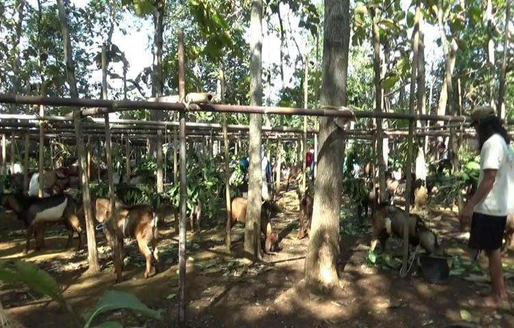 Dampak Pandemi Covid-19, Hewan Kurban di Jayawijaya Tak Sampai 70 Ekor