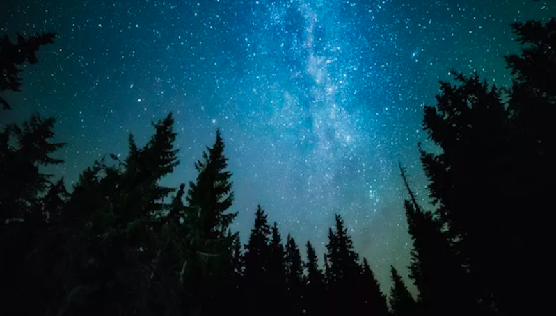 Peneliti Gunakan Laser Scanner untuk Pelajari Ciri Tumbuhan Tidur