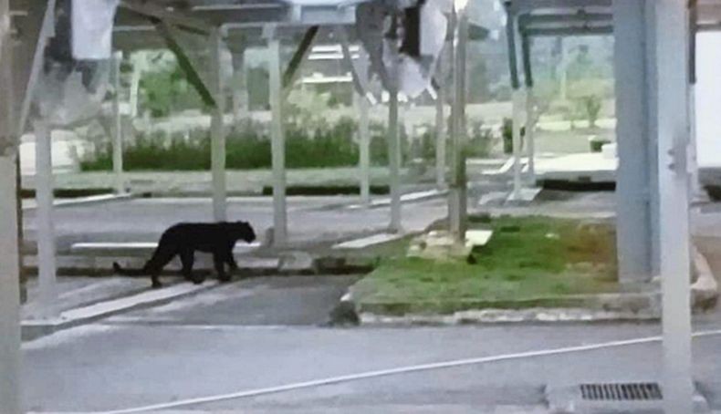 Heboh, Macan Kumbang Berkeliaran di Kampus Malaysia