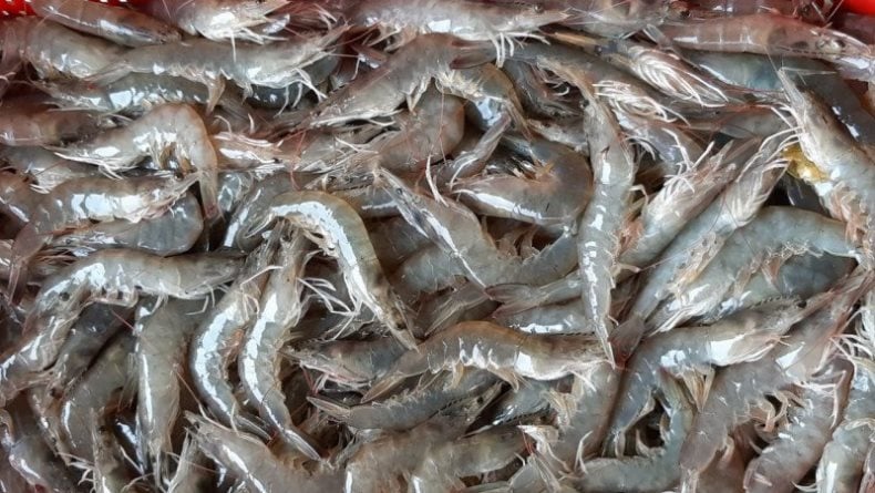 KKP Akan Bangun Klaster Tambak Udang 5,1 Hektare di Aceh Timur