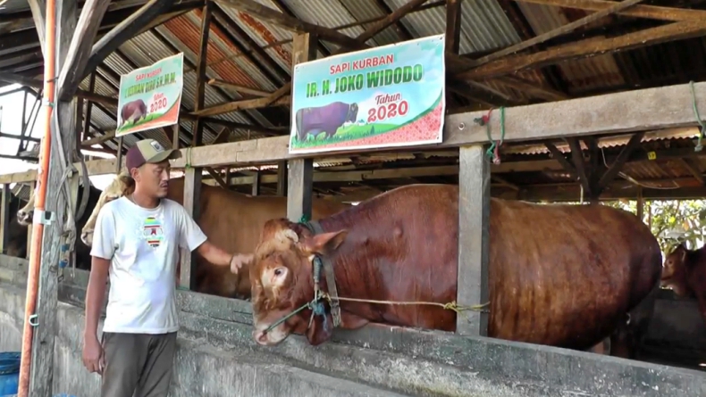 Presiden Jokowi Beli Sapi Limosin 1.193 Kg untuk Kurban di Masjid Agung Palembang