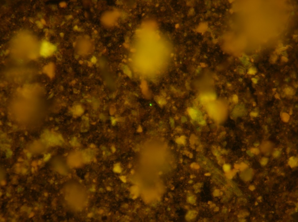 Ilmuwan Bangkitkan Kembali Mikroba dari Zaman Dinosaurus