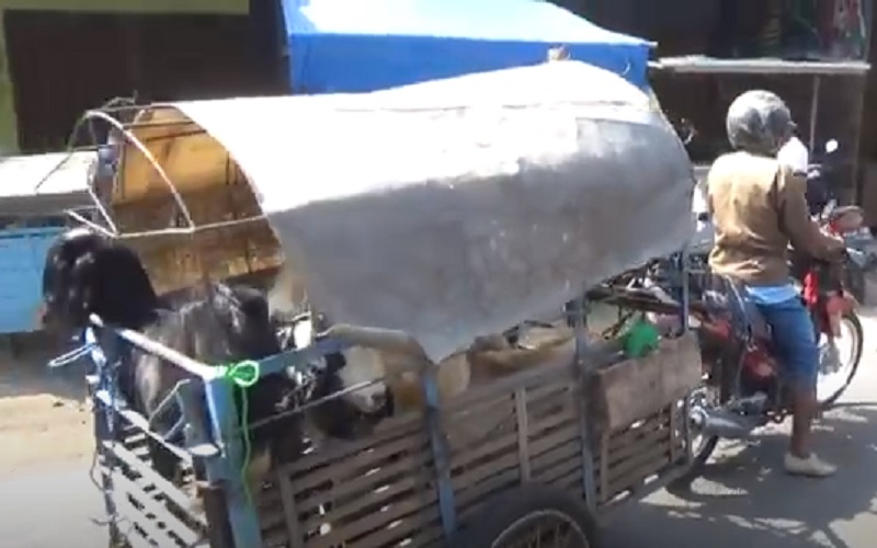 Ramai Ojek Kambing di Kudus Jelang Idul Adha