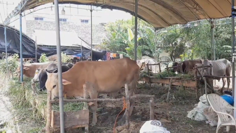 Mencuri Sapi Milik Ibu Kandung, Pria di Padang Ditangkap Polisi