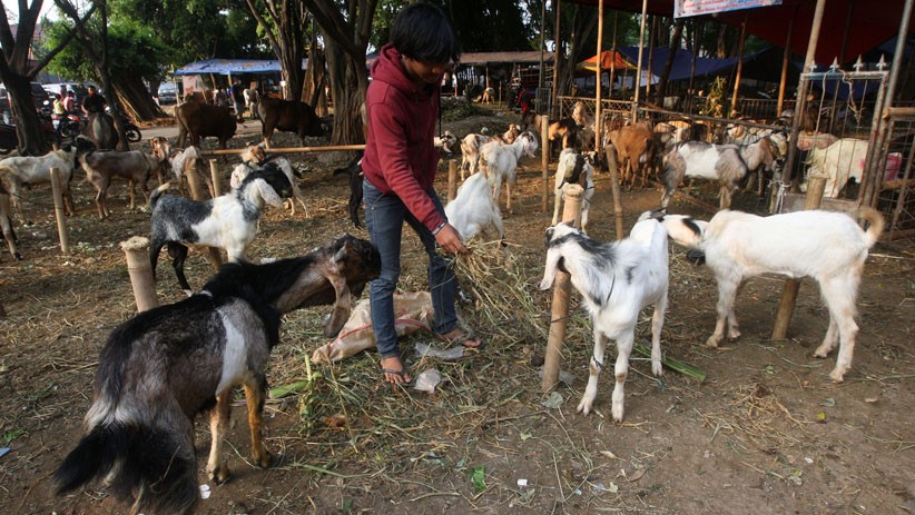 Curhat Penjual Hewan Kurban: 230 Ekor Tak Habis Dijual, Omzet Turun Drastis
