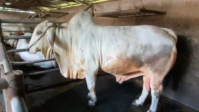 Presiden Jokowi Beli Sapi Seberat 1,1 Ton Kedua Kalinya dari Peternak Langkat