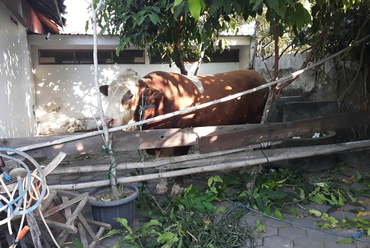 Sapi Kurban Presiden Jokowi di Kulonprogo Ngamuk saat Akan Diserahkan ke Masjid