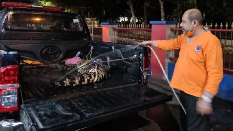 Cari Rumput di Pinggir Kali Pesanggrahan, Warga Temukan Buaya Sepanjang 2 Meter