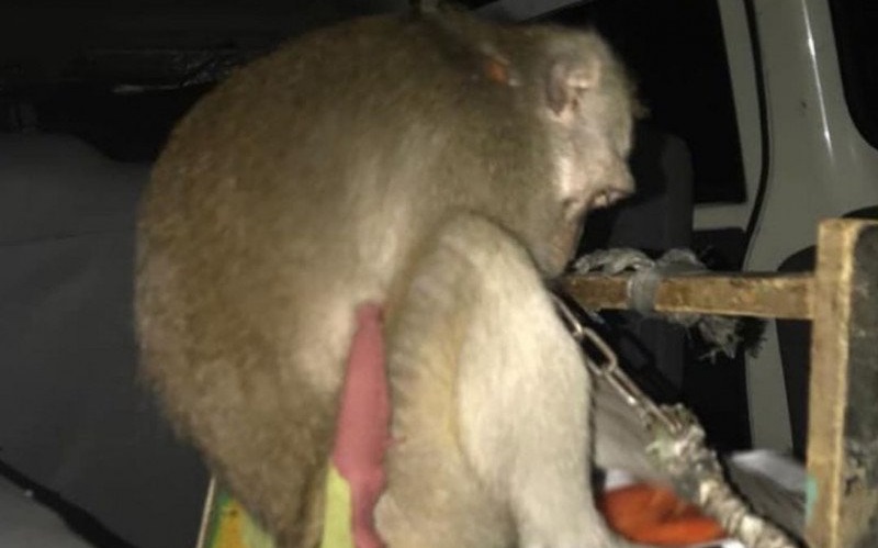 Pemkot Jaktim Sita 5 Kera dari Pelaku Usaha Topeng Monyet di Jatinegara