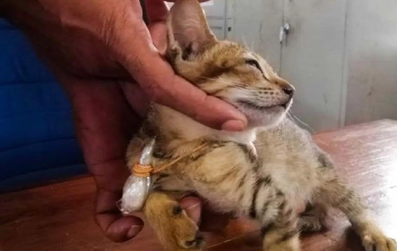 Kucing Pembawa Narkoba Kabur dari Penjara Keamanan Tinggi di Sri Lanka