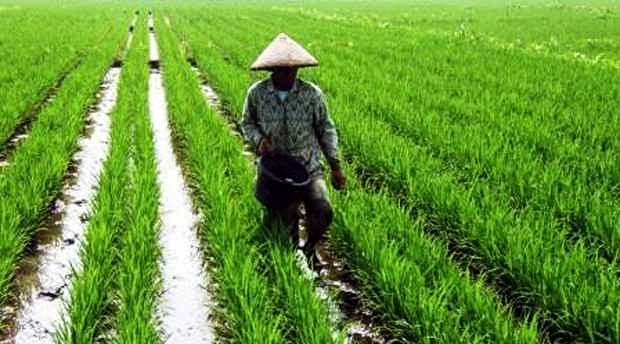 Lahan Pertanian Luas, Indonesia Berpotensi Pulih Lebih Cepat dari Singapura