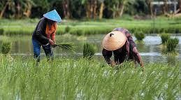 Potensi Indonesia Besar, Pemanfaatan Lahan Pertanian Belum Optimal