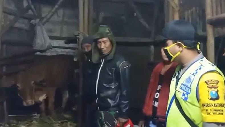 Maling Sapi di Jember Gagal Beraksi karena Kepergok Pemilik