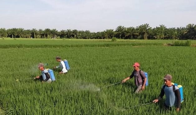 BUMN Diminta Turun Tangan, Jasindo Siapkan Aplikasi Asuransi Petani