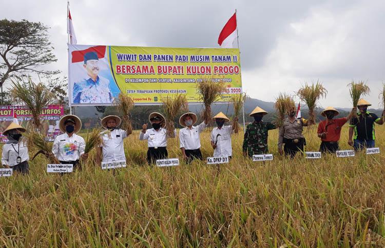 Kembangkan Padi Sintanur, Petani Kulonprogo Panen Raya