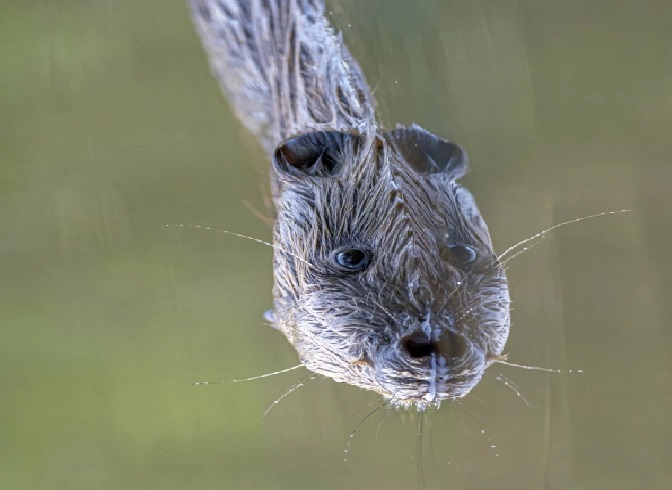 Foto Makhluk Aneh Berwajah Panjang Bikin Bingung Pengguna Facebook