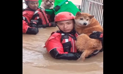 Pemadam Kebakaran Butuh 6 Jam Selamatkan 20 Anjing Terjebak Banjir Besar