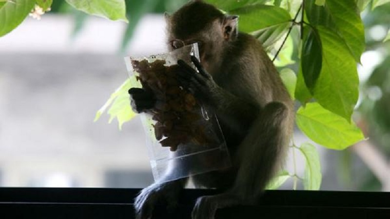 Masuk Pondok, Kera Kelaparan di Ponorogo Curi Makanan dan Serang Petugas