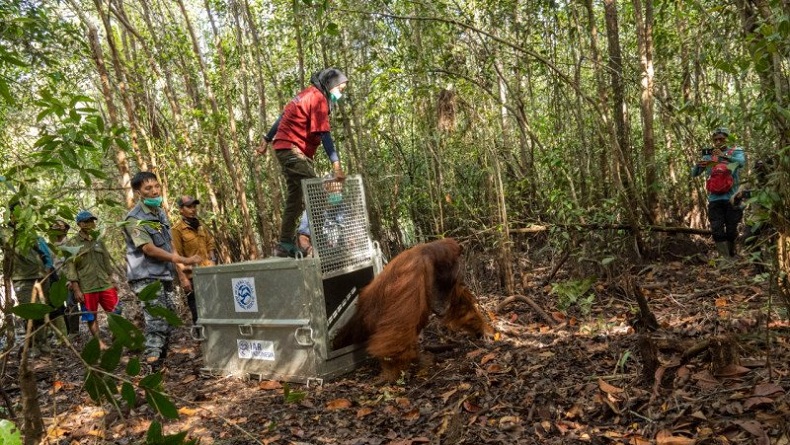 Tim Gabungan Selamatkan Orang Utan Jantan Dewasa dari Kebun Warga di Ketapang