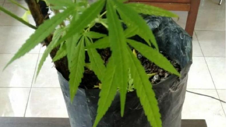 Polemik Relaksasi Ganja untuk Kesehatan, DPR Minta Penjelasan BNN