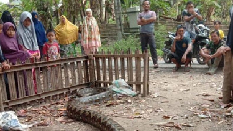 Penemuan Ular Sanca 8 Meter di Enrekang Jadi Tontonan Warga