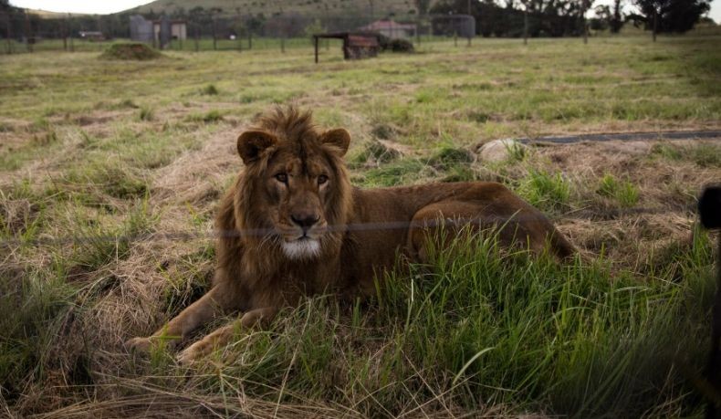 Tragis, Pria Ini Tewas Diterkam Singa Peliharaan di Hadapan Istri