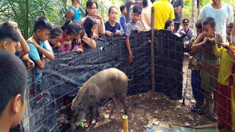 Babi Hutan di Muratara Kini Dipelihara dan Diberi Baju seperti Manusia