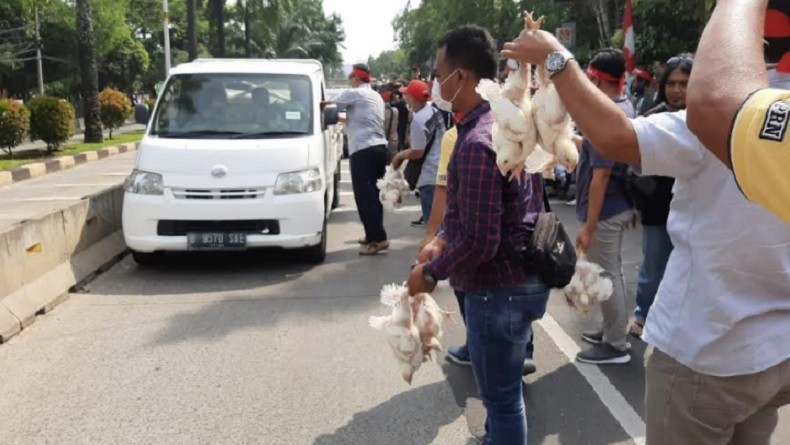 Demo di Depan Kementan, Peternak Bagikan Ayam Broiler kepada Pengendara