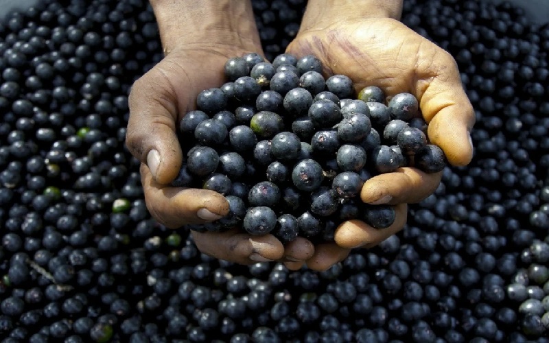 Ilmuwan Kanada Teliti Acai Berry untuk Kurangi Risiko Kematian Akibat Covid-19