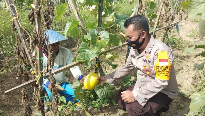 Hobi Blusukan, Bhabinkamtibmas di Jayapura Kawal Petani Bercocok Tanam