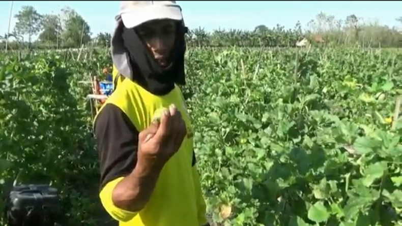 Harga Anjlok, Sayuran Petani Dijual ke ASN Jateng agar Tak Merugi