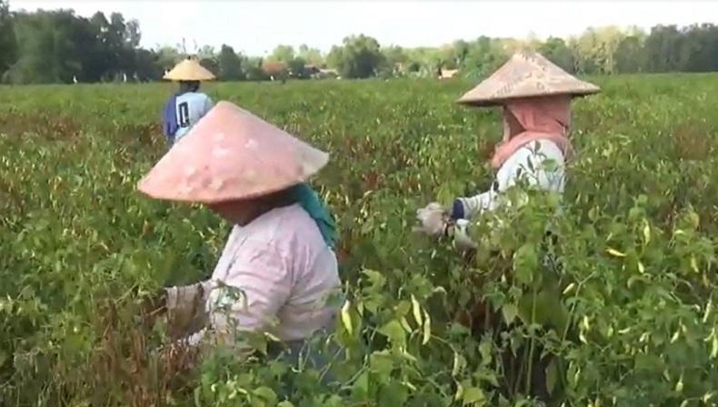 Petani Sampang Menjerit, Cabai Rawit Dihargai Rp7.000 per Kg