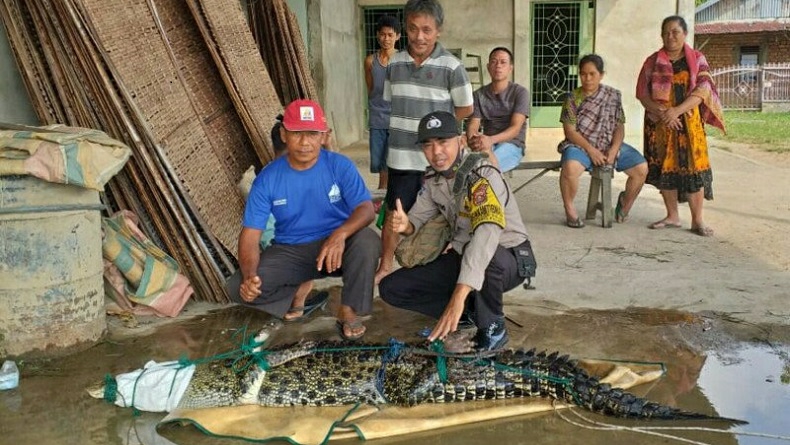 Warga Banyuasin Geger, Mancing Ikan Malah Dapat Buaya