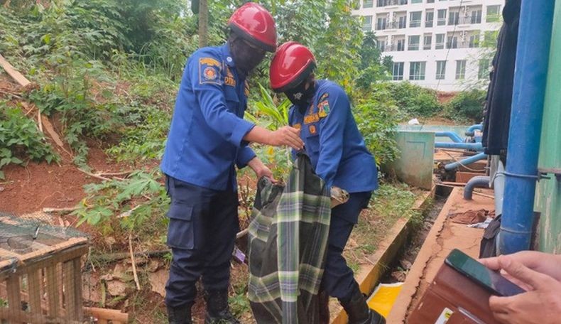 Ular Sanca 3 Meter Masuk Apartemen di Kalibata