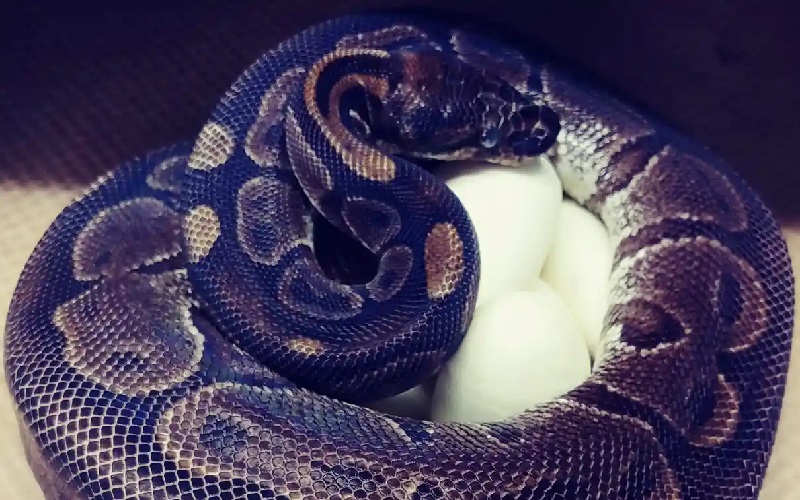 Ular Piton Tertua Bertelur Lagi di Umur 62 Tahun