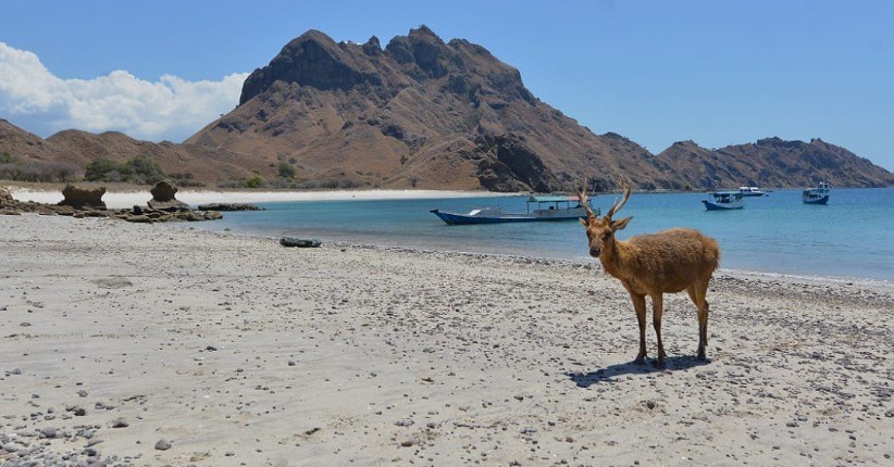 Wisata Labuan Bajo Pakai Registrasi Online, Wisatawan Makin Aman dan Nyaman